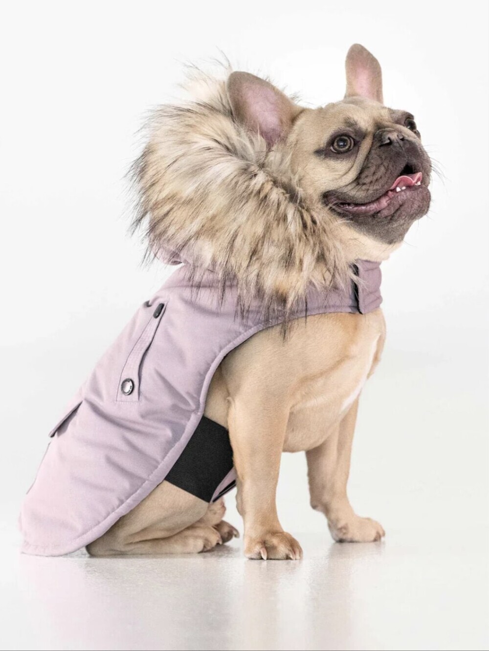 Noize Karter dog coat With Hood Purple Size Large XL Warm Dog Coat